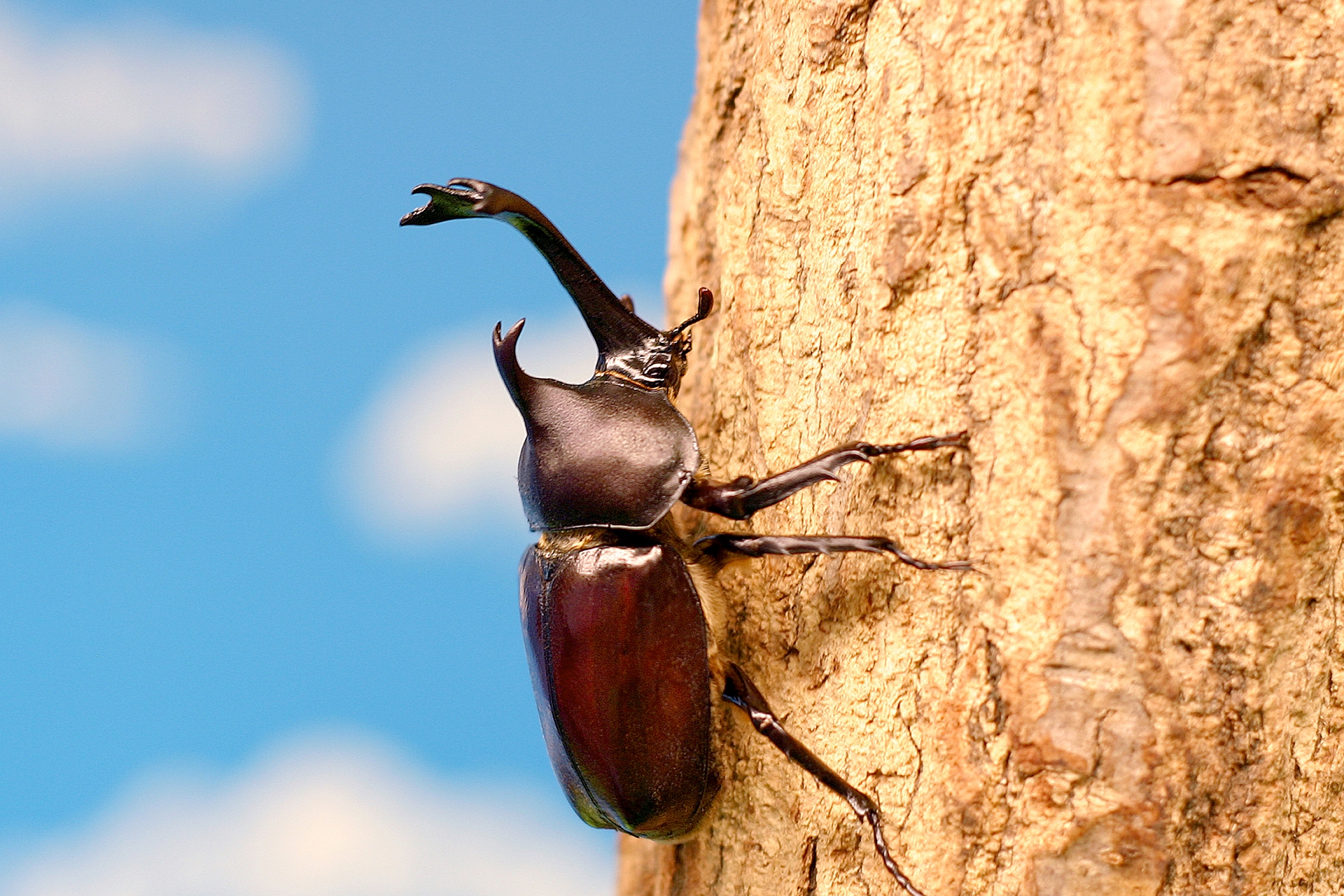 カブトムシ