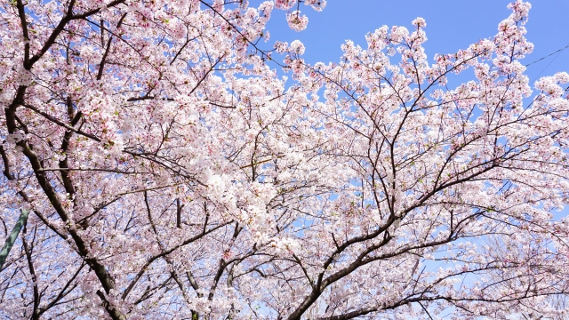 写真AC 桜フリー素材