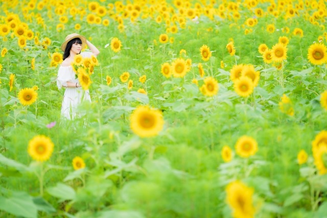 写真素材：ひまわり畑と笑顔の白いワンピース姿の女性
