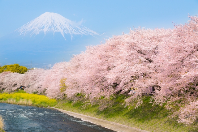 富士山と桜