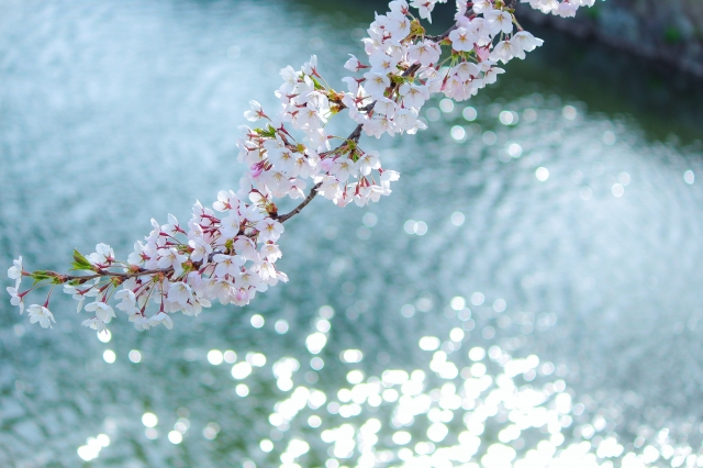 キラキラする水面と桜