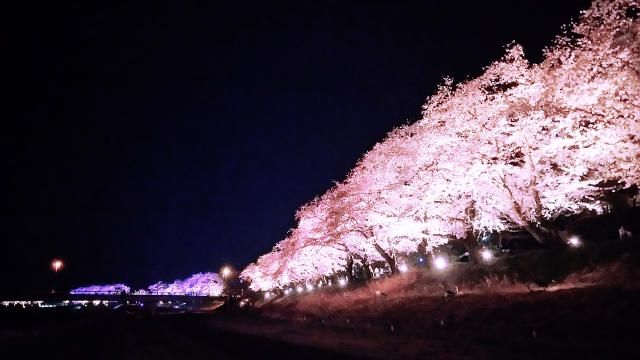 足羽川桜並木の夜桜