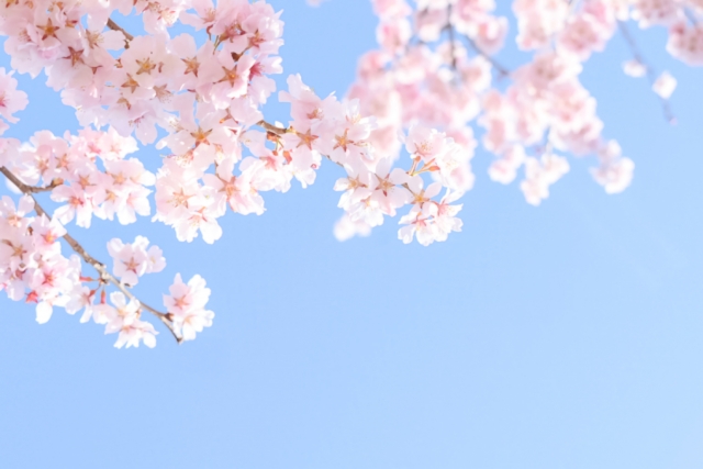 満開の桜と青空