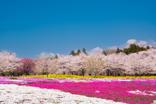 赤城南面千本桜の柴桜と桜