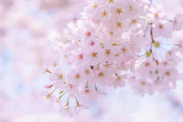 満開の桜