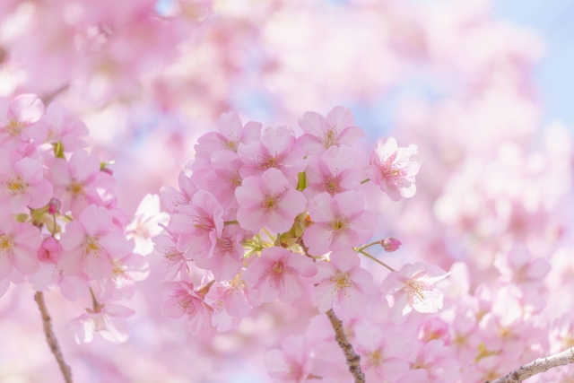 満開の河津桜