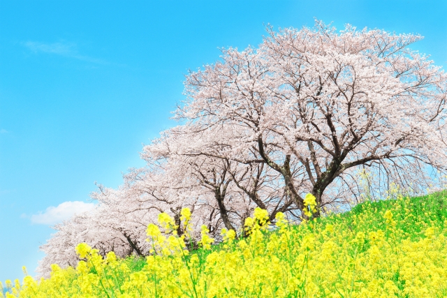 桜と菜の花と青空