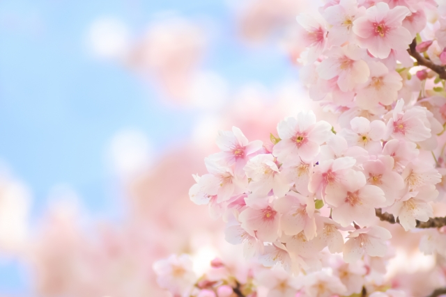 満開の桜と青空