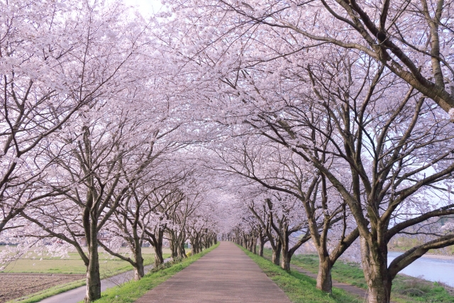 ピンク色に染まった桜並木