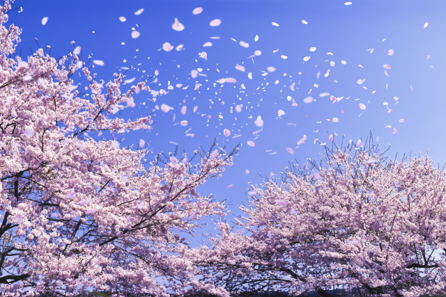 桜並木の舞う花びら