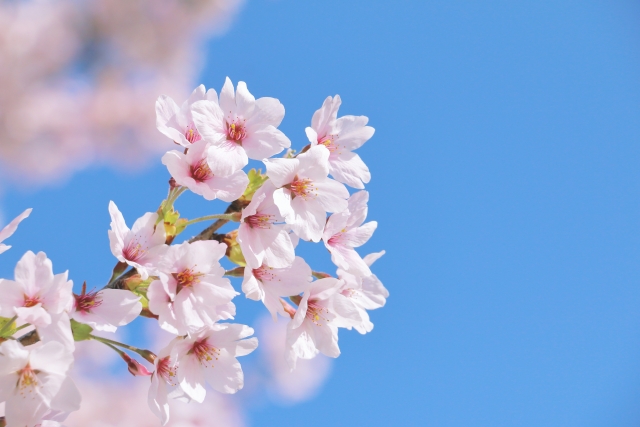 桜の花　ソメイヨシノ