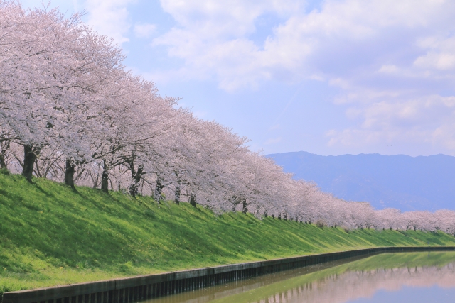 満開の桜並木