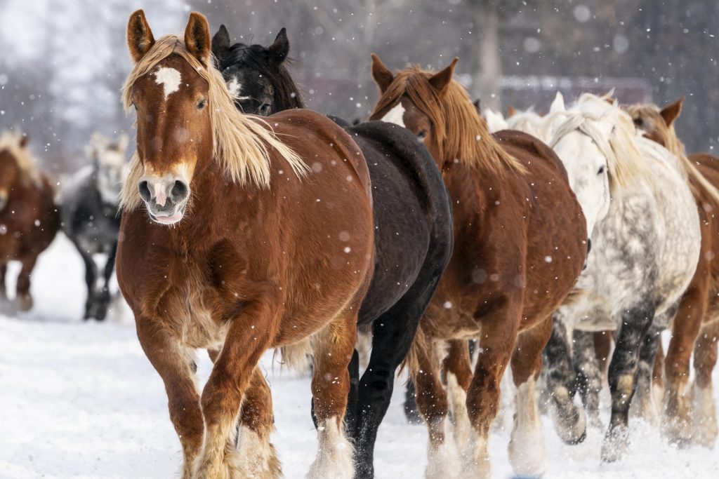2026年の年賀状におすすめ写真&イラスト素材30選