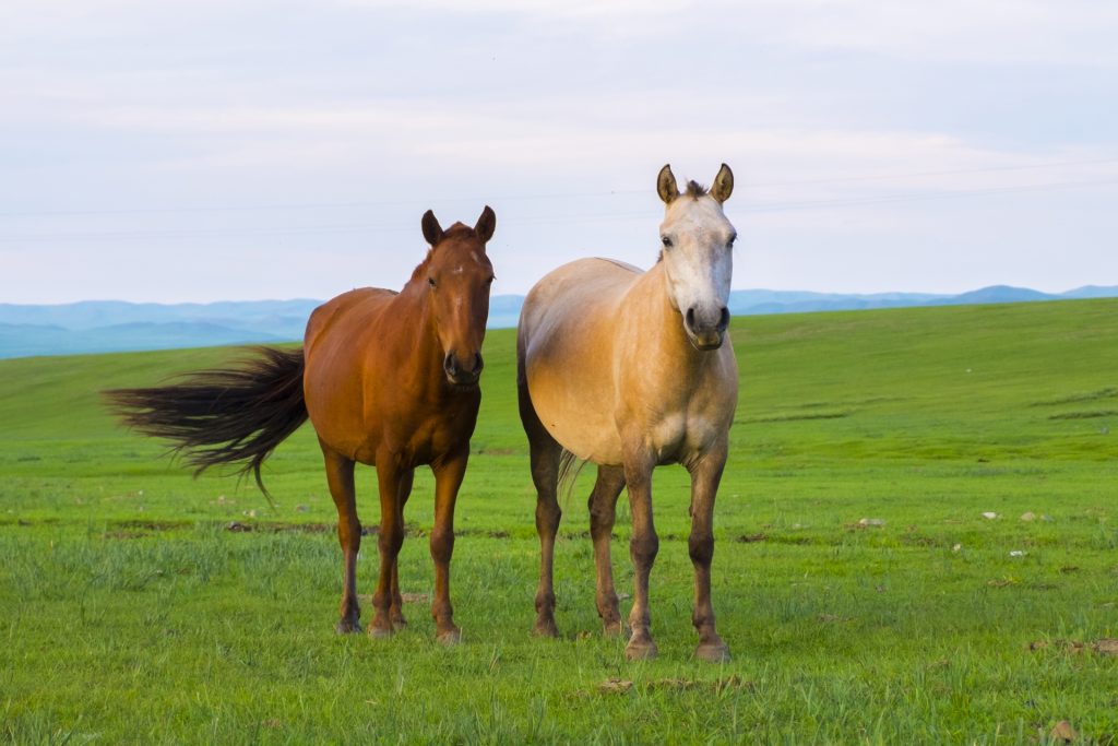 2026年の年賀状におすすめ写真&イラスト素材30選