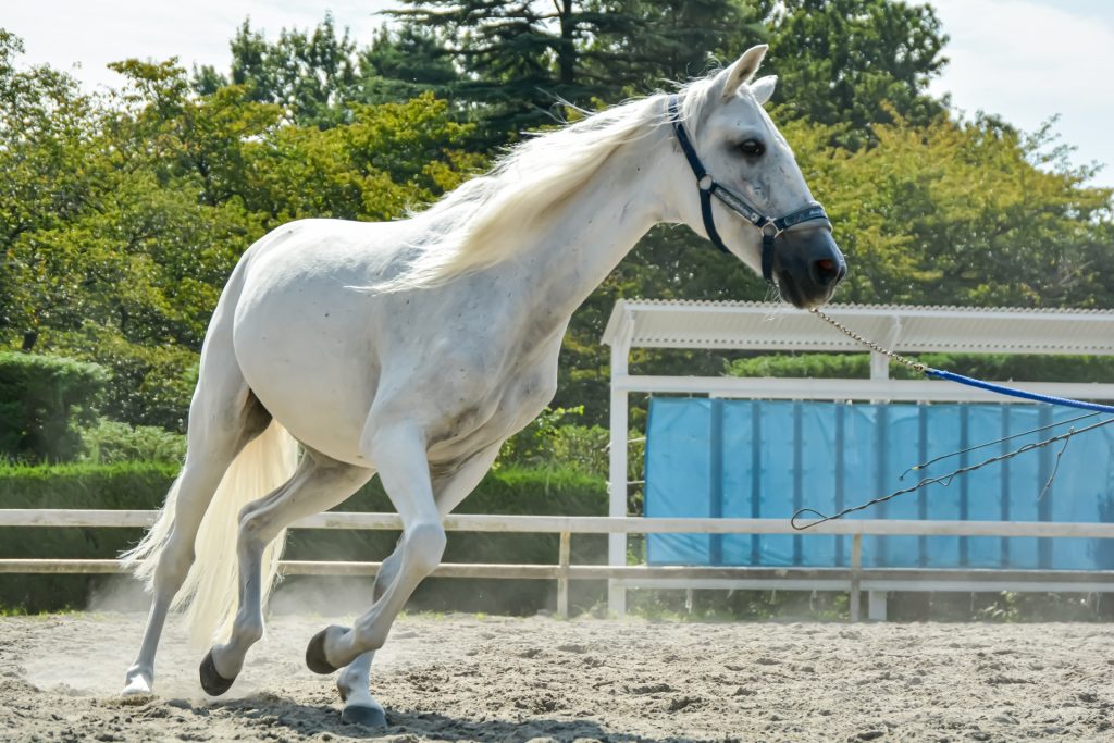 2026年の年賀状におすすめ写真&イラスト素材30選
