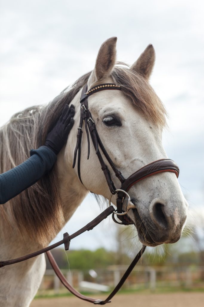 2026年の年賀状におすすめ写真&イラスト素材30選