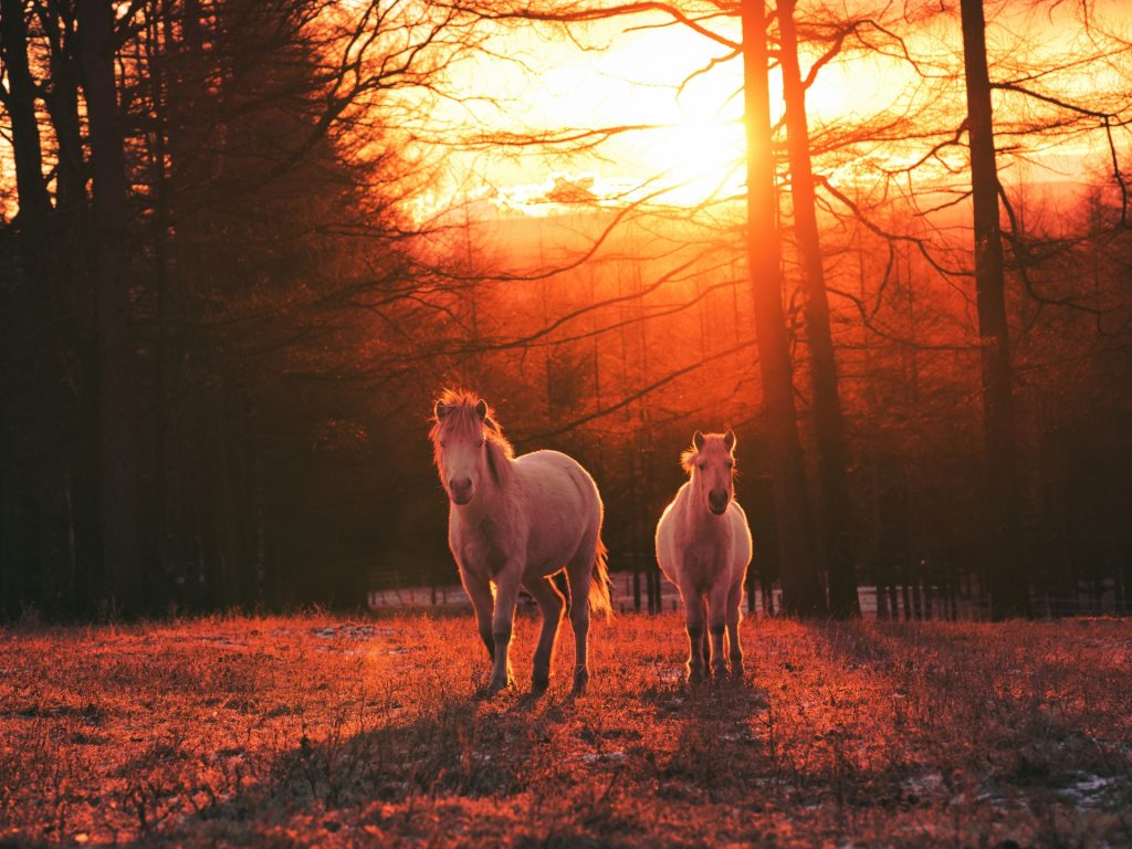 2026年の年賀状におすすめ写真&イラスト素材30選