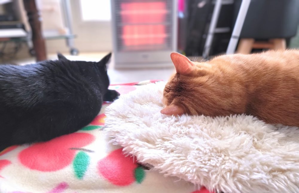 電気ストーブで暖を取る猫たち